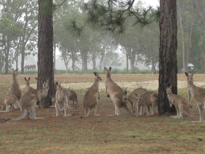 Mareeba Golf Course