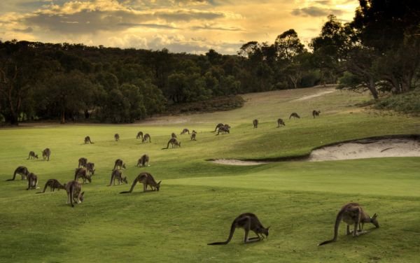 Yamba Golf Course