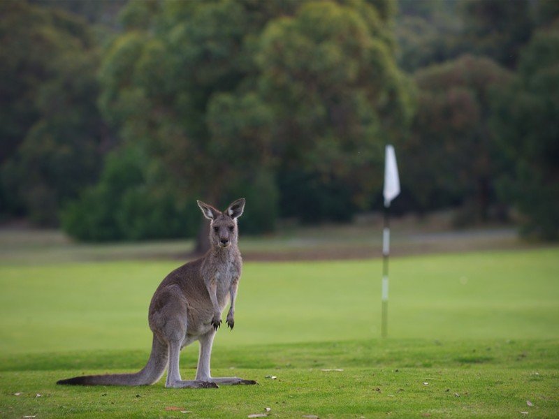 Anglesea Golf Course